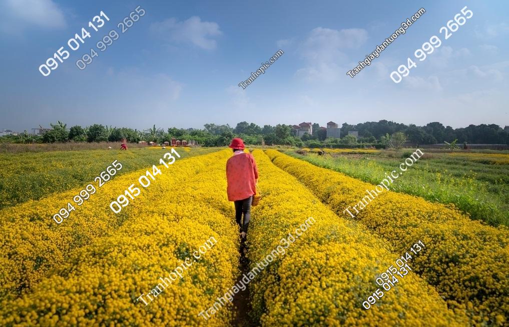 Cánh đồng hoa Cúc Chi Hưng Yên 2340740614