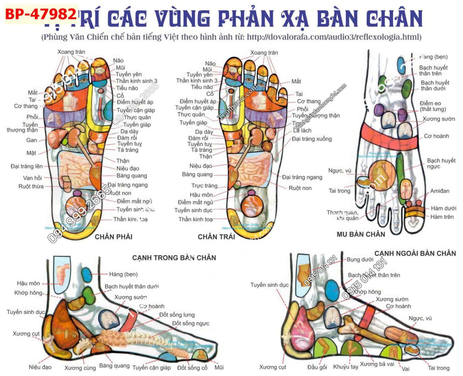 Tranh dán tường huyệt vị bàn chân 47982