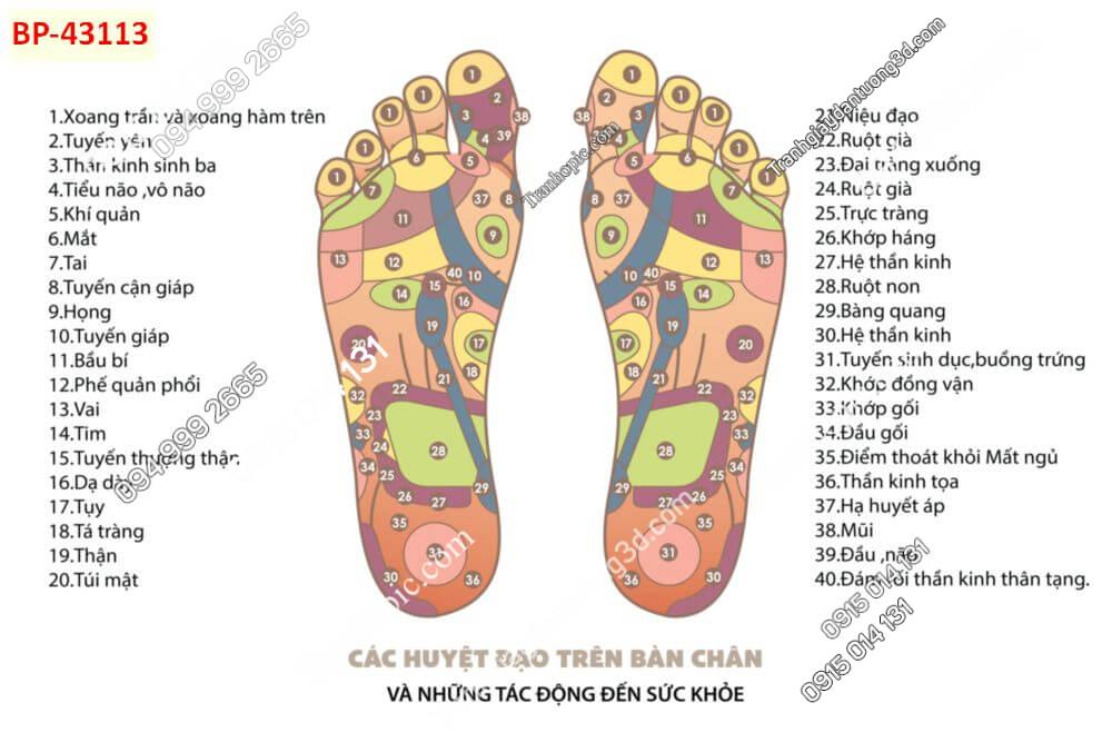 Tranh dán tường huyệt vị kinh mạch bàn chân 43113