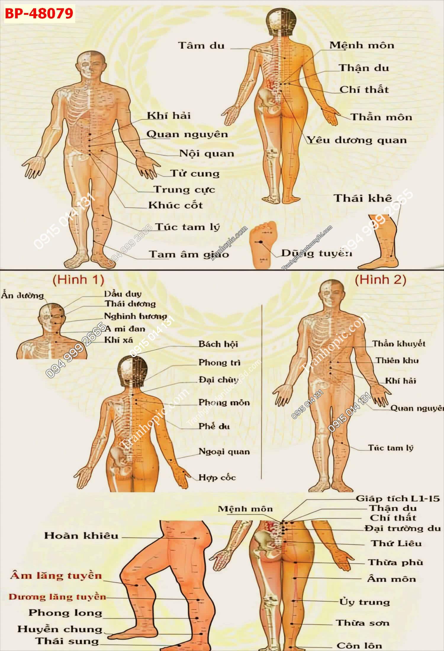 Tranh dán tường huyệt vị kinh mạch khổ dọc 48079