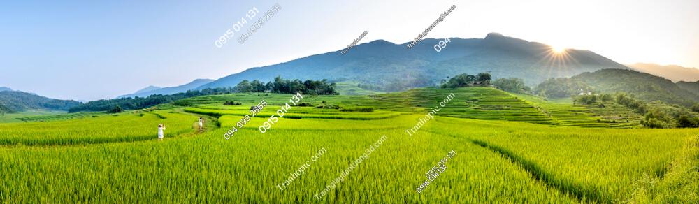 Tranh dán tường ruộng Pù Luông Thanh Hóa 1577487166