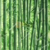 Giấy dán tường rừng tre xanh 3D159