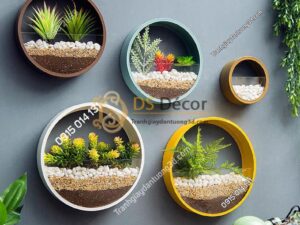 Vòng tròn trồng hoa treo tường trang trí của hàng DC03