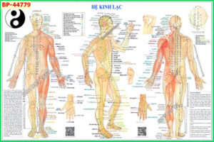 Tranh dán tường huyệt vị kinh mạch 44779