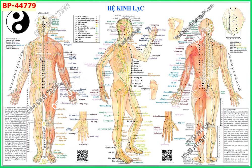 Tranh dán tường huyệt vị kinh mạch 44779