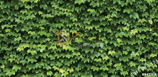 Bề mặt Giấy dán tường Hàn Quốc Natural lá cây xanh 88422-1 Summer Bề mặt Giấy dán tường Hàn Quốc Natural lá cây xanh 88422-1 Summer